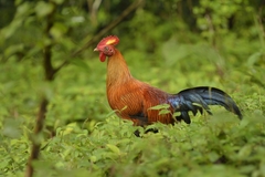 Gallus lafayettii