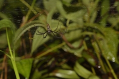 Psechrus