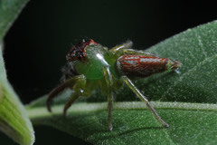Artabrus erythrocephalus