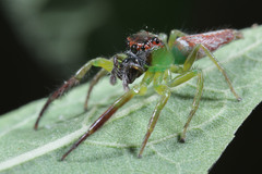 Artabrus erythrocephalus