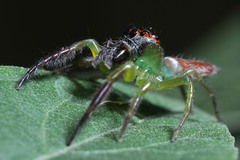 Artabrus erythrocephalus