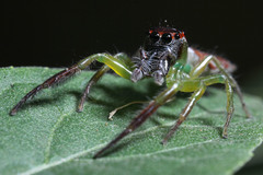Artabrus erythrocephalus