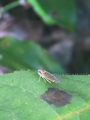 Synecdoche impunctata