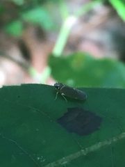 Synecdoche impunctata
