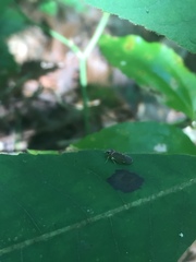 Synecdoche impunctata