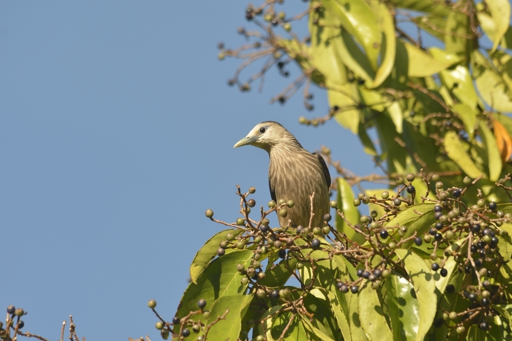 White-faced Starling photo