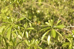 Rubigula melanicterus