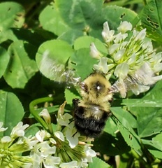Bombus bimaculatus