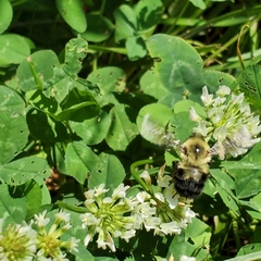 Bombus bimaculatus