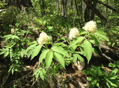 Sambucus racemosa racemosa