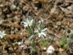 Minuartia glomerata