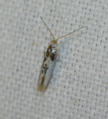 Herrichia excelsella