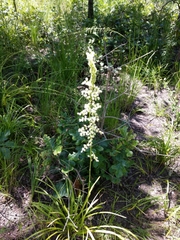 Stenanthium gramineum
