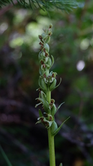 Platanthera huronensis