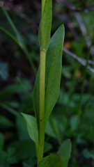 Platanthera huronensis