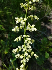 Stenanthium gramineum