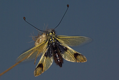 Libelloides longicornis