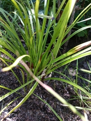 Stenanthium gramineum