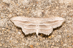 Arcobara multilineata