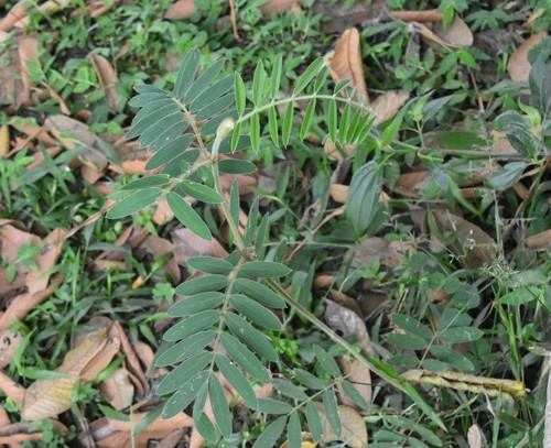 Tephrosia candida