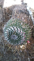 Mammillaria orcuttii