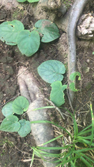 Viola rotundifolia