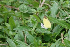 Eurema sari