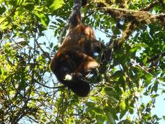 Alouatta guariba