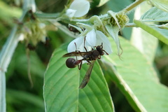 Ropalidia hongkongensis