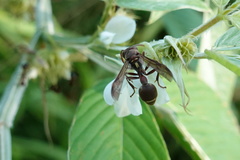 Ropalidia hongkongensis