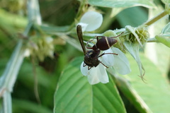 Ropalidia hongkongensis