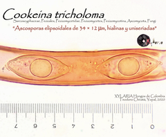 Cookeina tricholoma