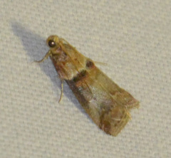 Acrobasis tumidana