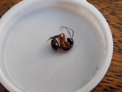 Camponotus texanus