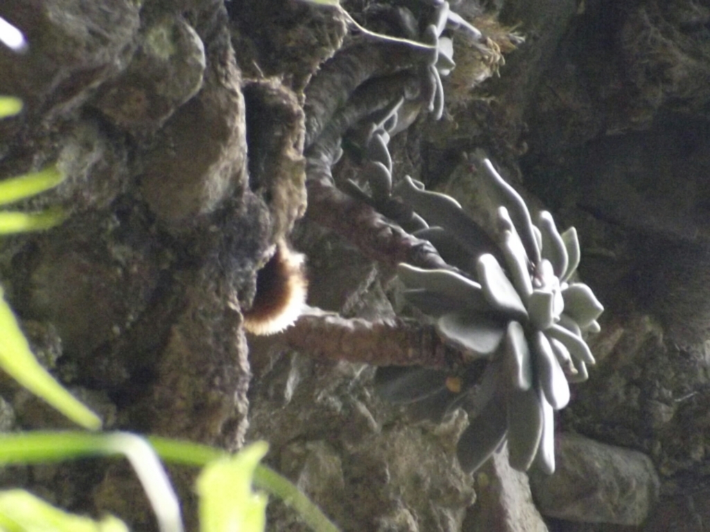 Cremnophila