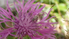 Horistus orientalis