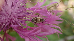 Horistus orientalis