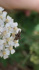 Anthophila fabriciana