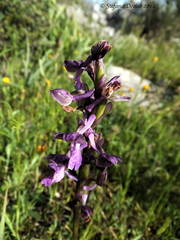 Anacamptis morio morio
