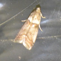 Acrobasis repandana
