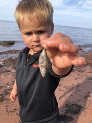 Gasterosteus aculeatus