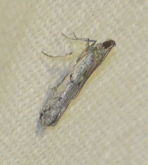 Phycitodes albatella