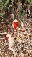 Arum concinnatum