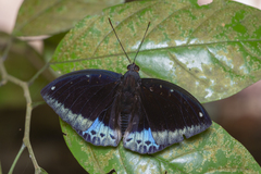 Lexias dirtea merguia