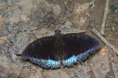 Lexias dirtea merguia