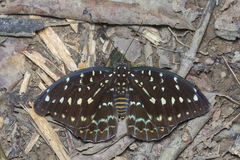 Lexias pardalis dirteana