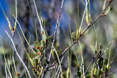 Cercocarpus betuloides betuloides