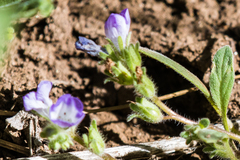 Phacelia curvipes
