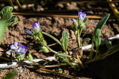 Phacelia curvipes
