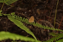 Mycalesis patnia